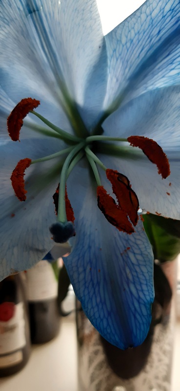 In Every Petal, a Little Light. In Every bloom, a Brighter Day