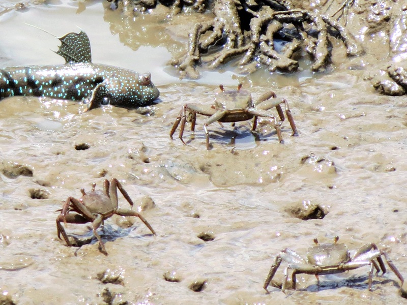 A Symphony of Shells and Sea