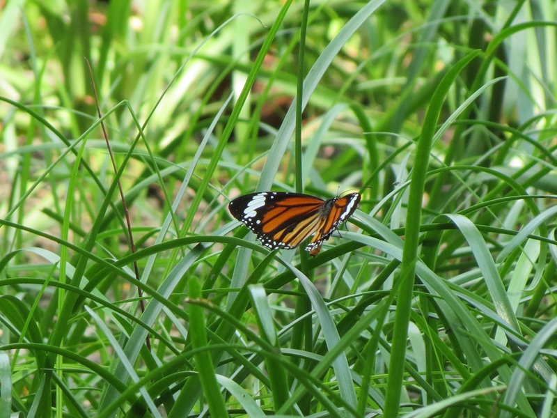 A Butterfly Symphony