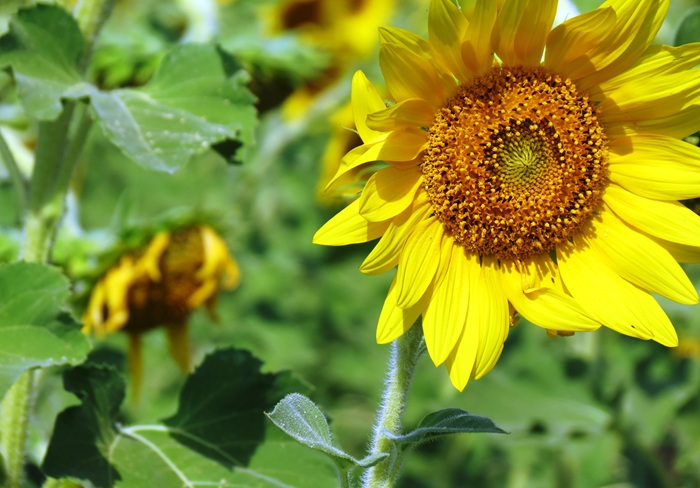 A Symphony in Bloom