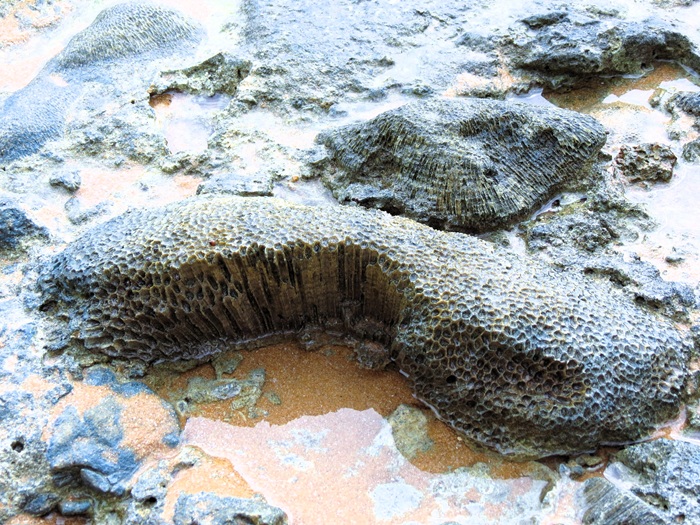 A Quiet Symphony of Texture