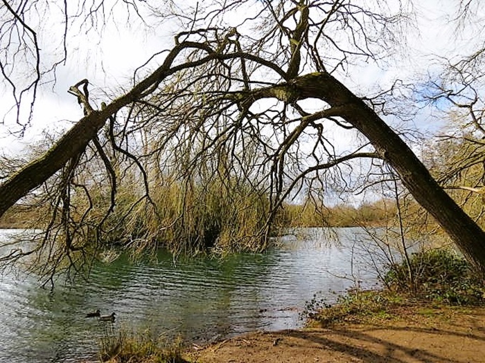 The Trees Own Symphony