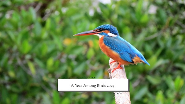 A Year Among Birds